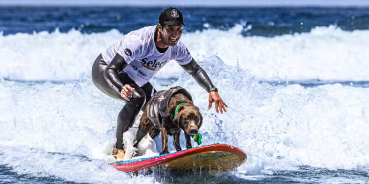 Labradora brasileira é campeã do Mundial de Surfe para cães
